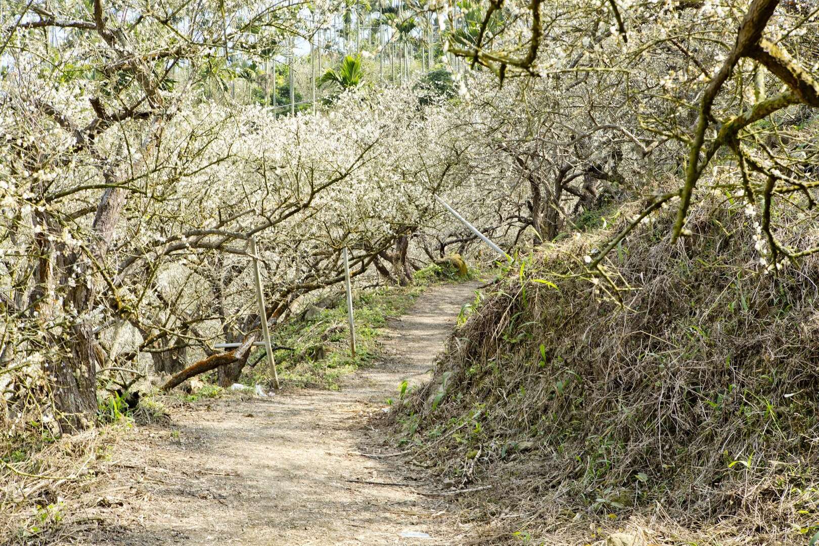 伍龍步道